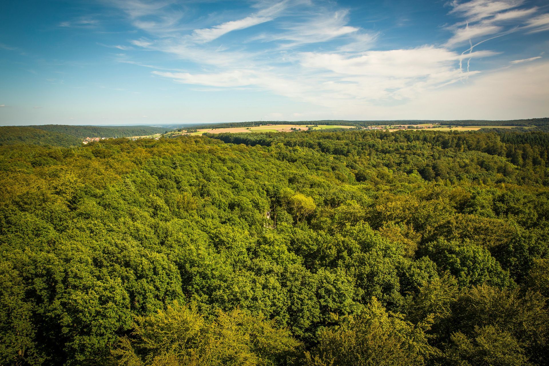 Lush green forest under a blue sky with wispy clouds, suggesting a sunny day.