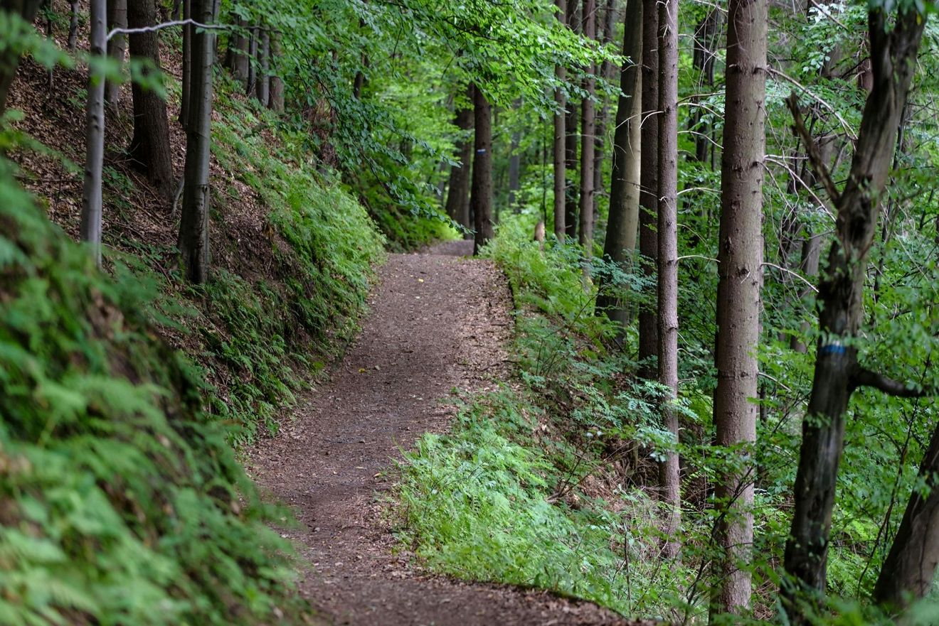 Dirt path winds through a green forest. Sunlight filters through trees.