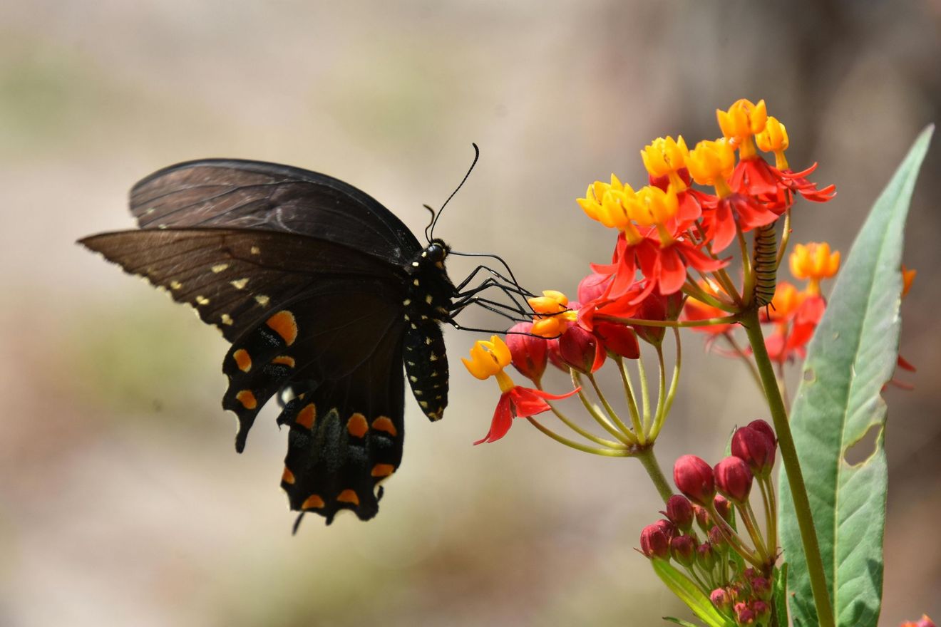 Black butterfly with orange spots feeding on orange and yellow flowers.