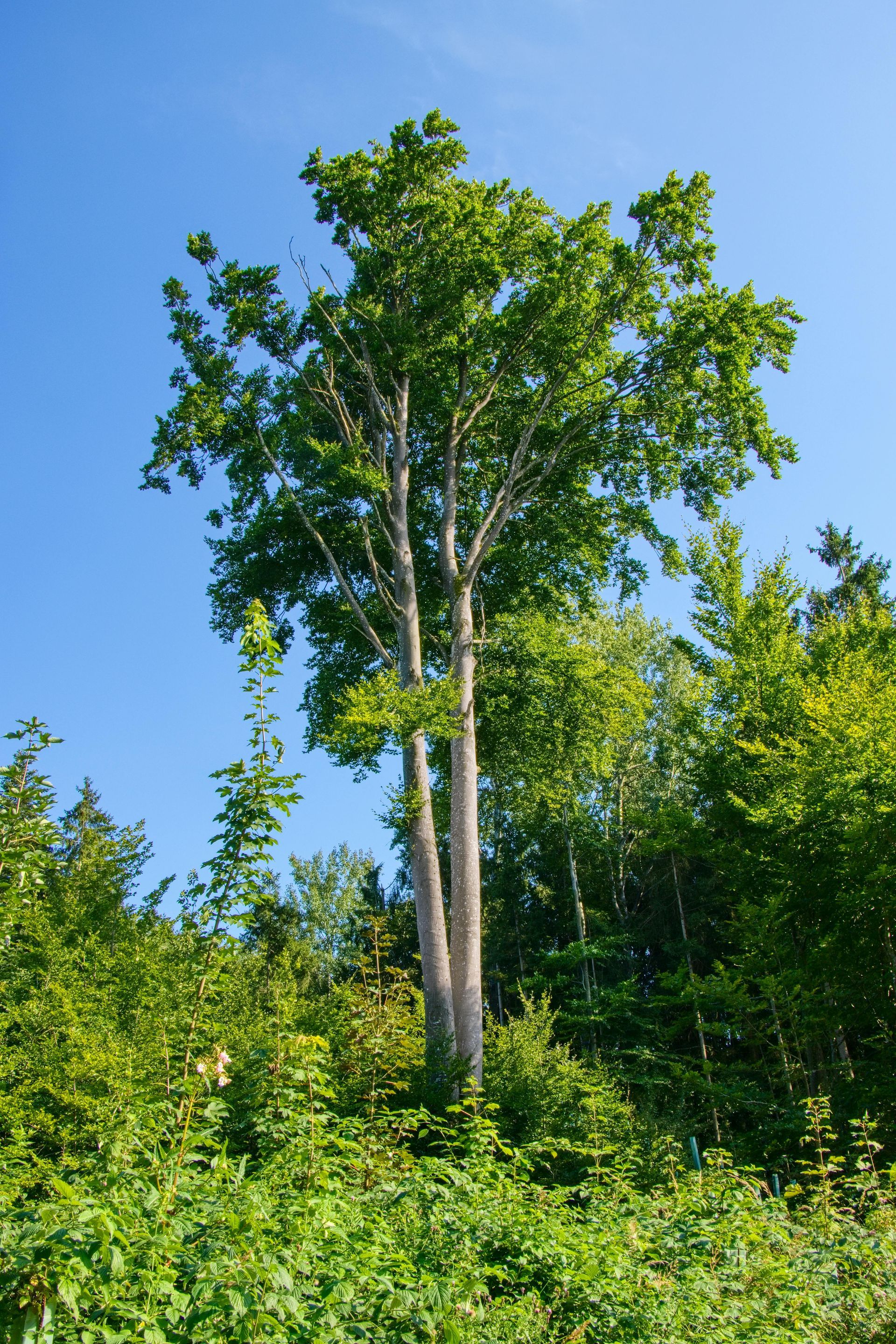 Tall tree with light bark and green leaves, set against a blue sky and green foliage.