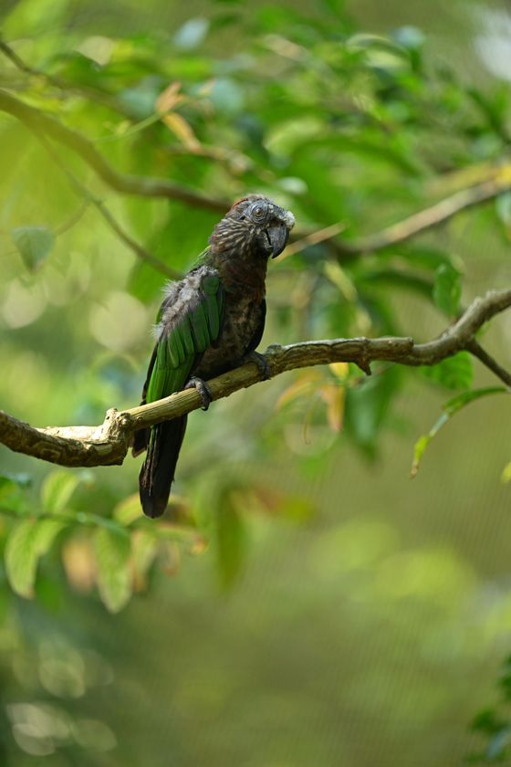 Brown and green parrot perched on a branch in a leafy, green forest.