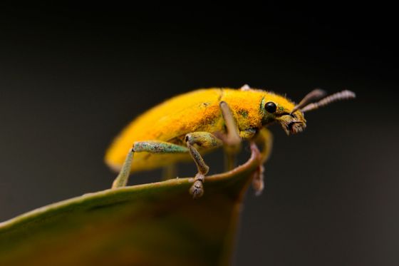 Yellow weevil with long snout on a leaf, dark background.