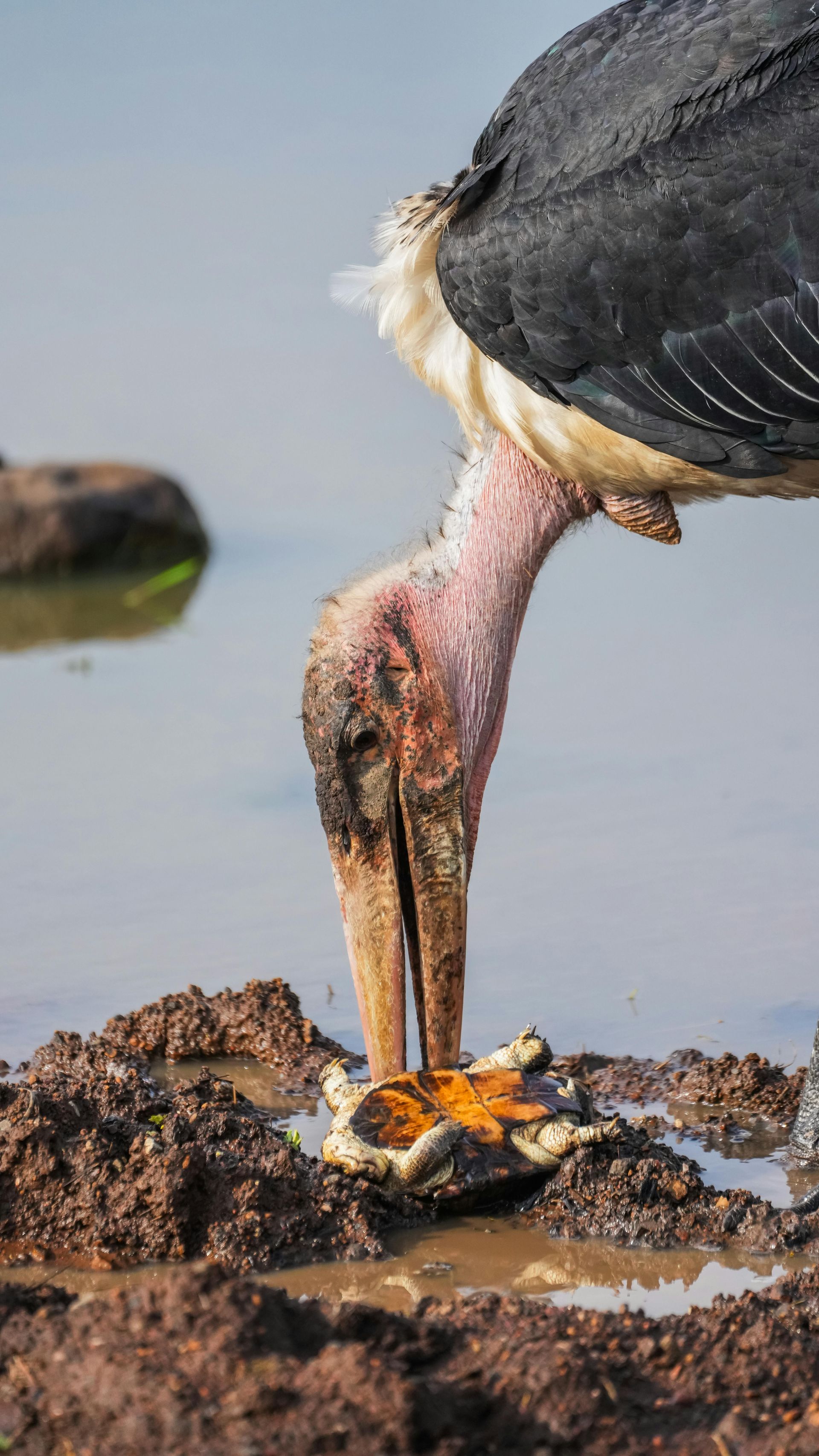 Marabou stork with a scruffy neck, beak open, eating in muddy water.