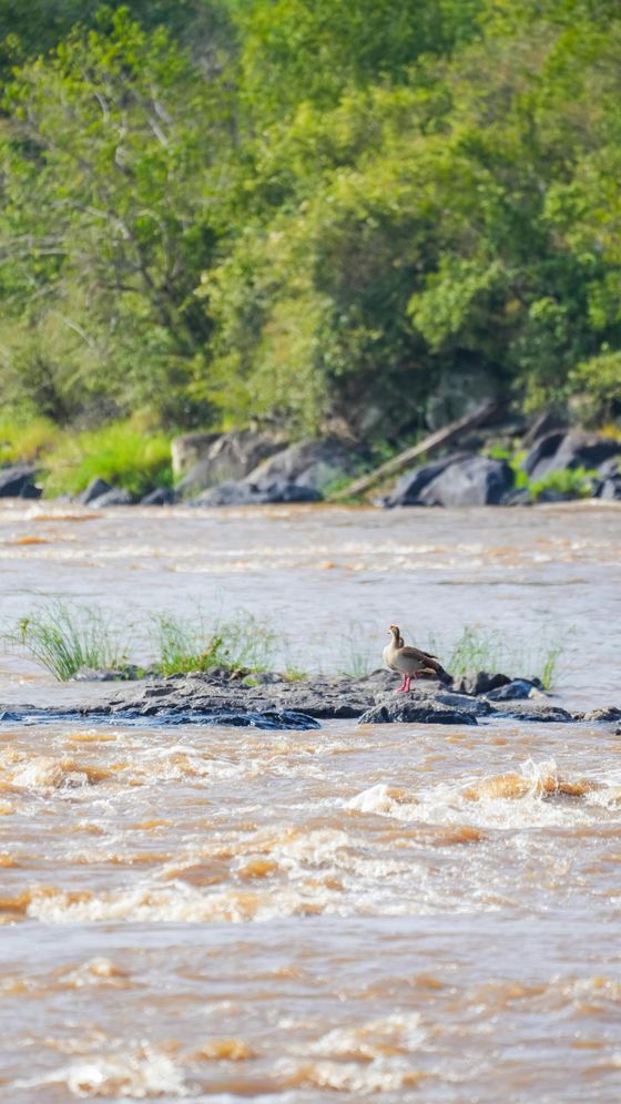 A duck standing on a small rock island in a river with brown water, lush green trees in the background.