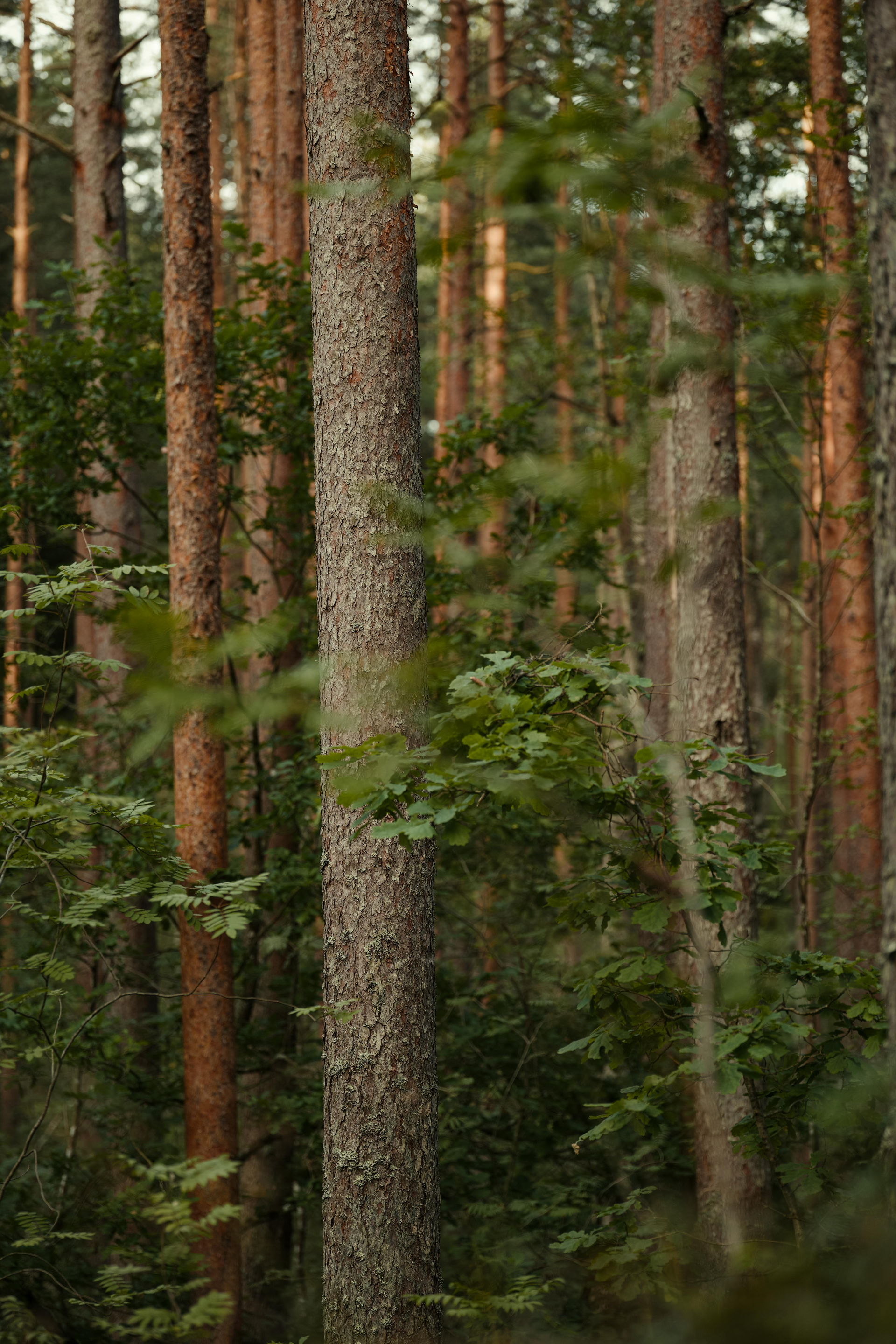 Forest scene, tall trees with brown and gray trunks, green foliage.