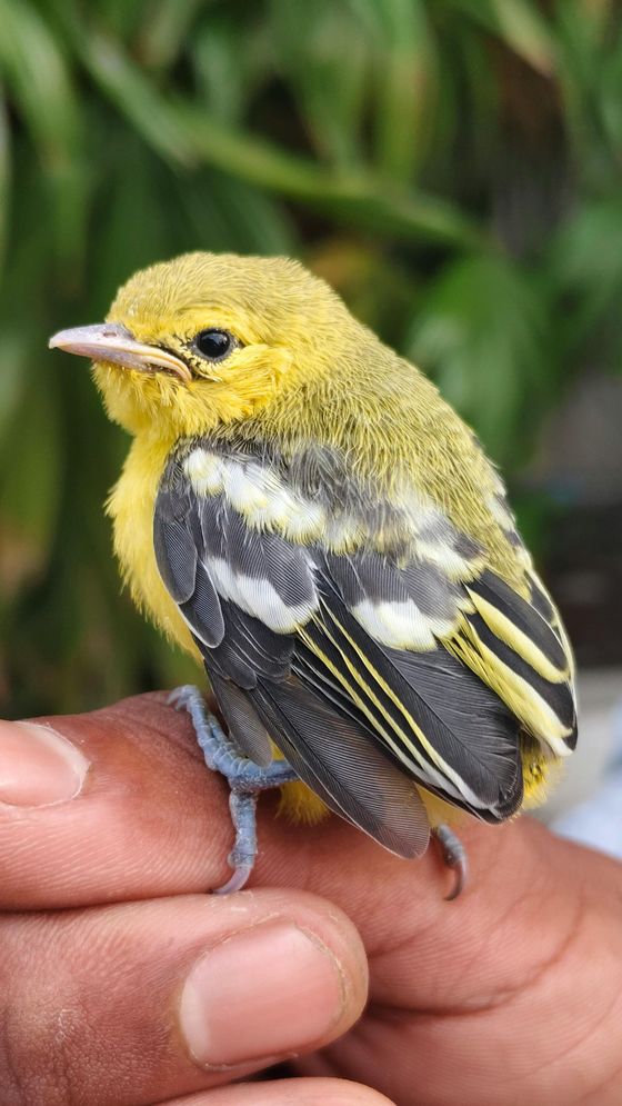 Yellow fledgling bird perched on a dark-skinned finger. It has black and white wings and tiny blue feet.