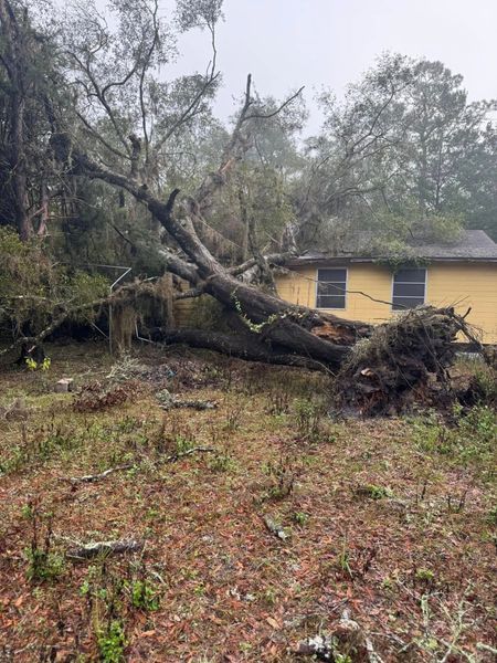 A large tree has fallen on a light yellow house in a yard with brown grass.