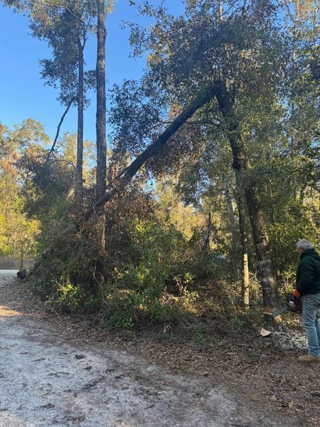 Man cutting a fallen tree with a chainsaw on a dirt road, trees in the background.