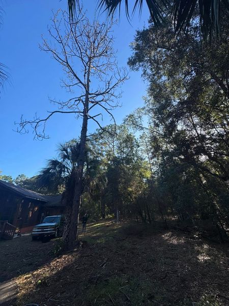 Tall, bare tree next to a house and a truck, sunny day. 