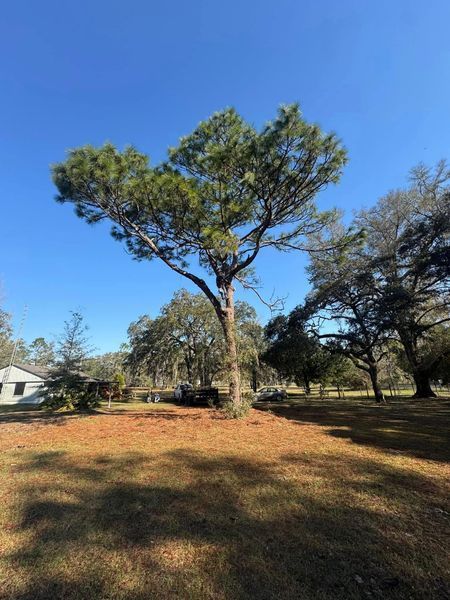 Tall pine tree with green needles in a grassy field on a sunny day.
