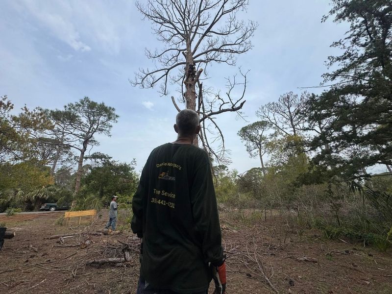 Man in green shirt observes a dead tree.