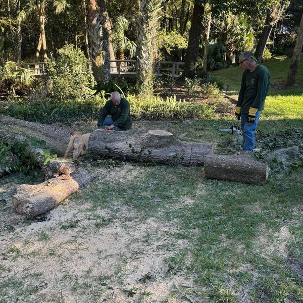 Two people cutting a fallen tree in a grassy area with sawdust. 