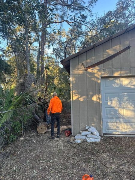 Two people cutting a tree trunk near a shed. 