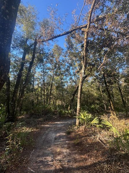 Dirt path through a sunny forest, trees overhead.