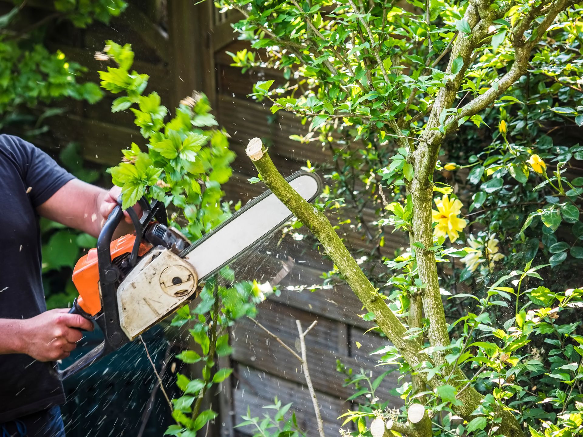 Person using an orange chainsaw to cut a tree branch in a garden.