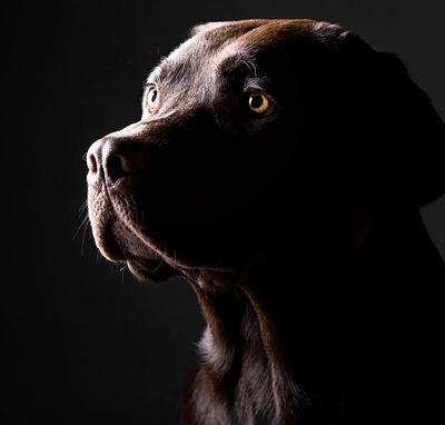 portrait of dog in the dark