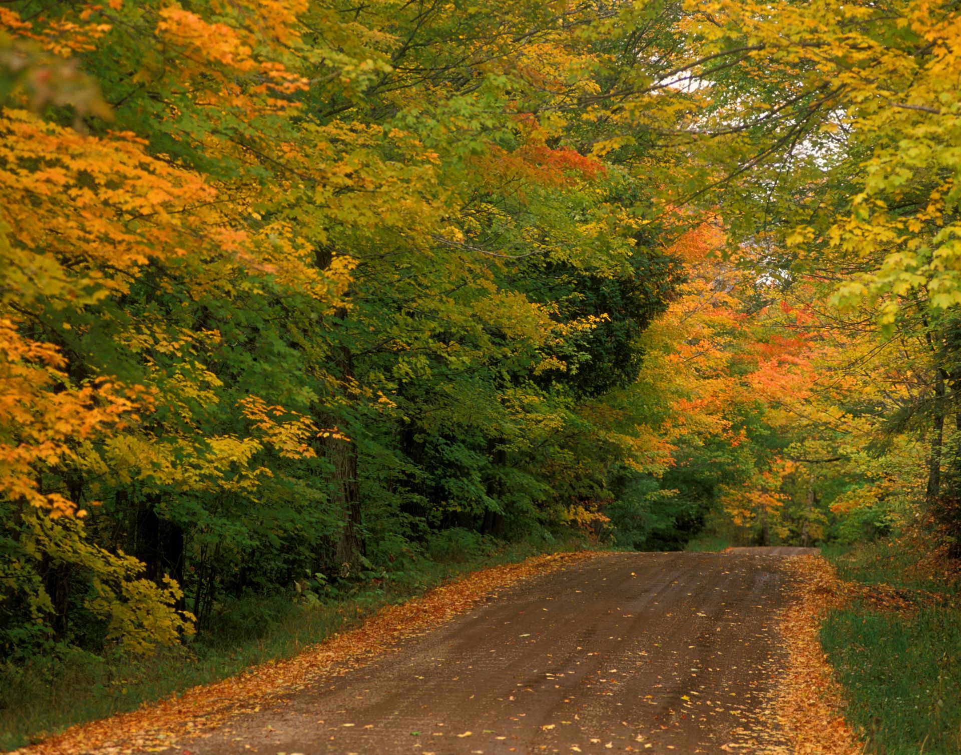 Dirt road winding through Superior National Forest with autumn foliage in yellow, orange, and green.