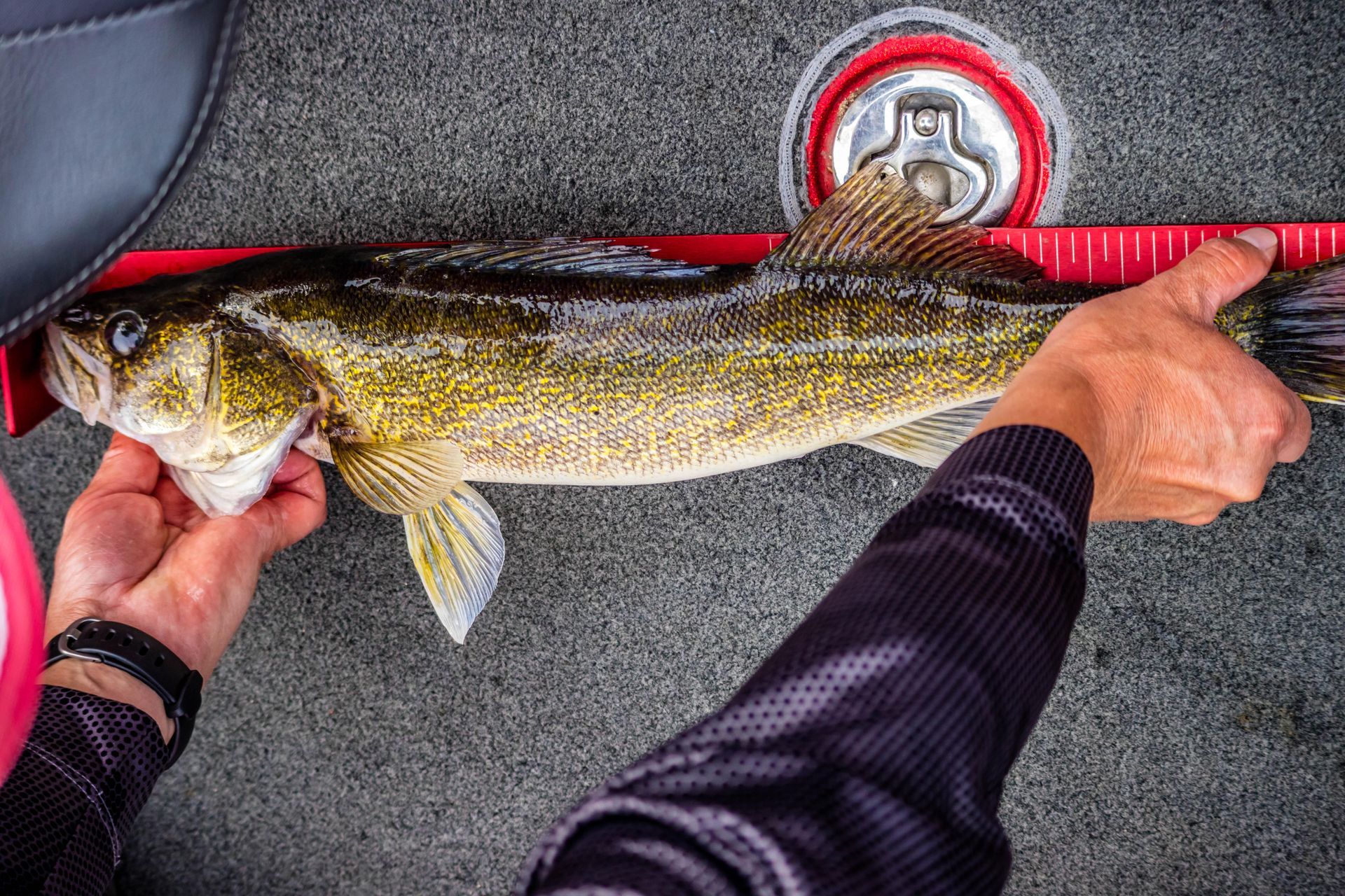Person measuring a walleye with a ruler in a boat; fish is greenish-gold and caught.