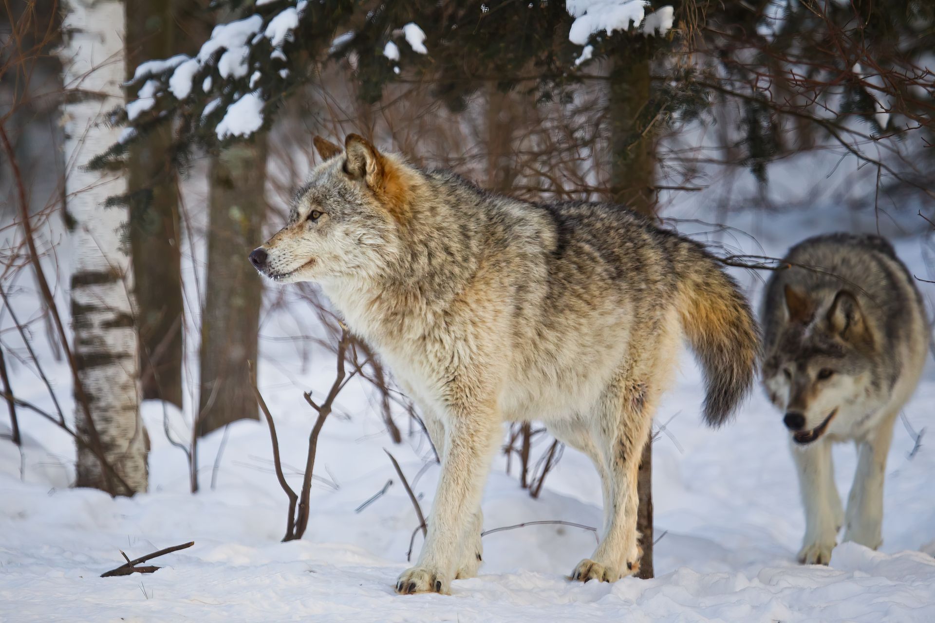 Two wolves are standing in the snow in the woods.