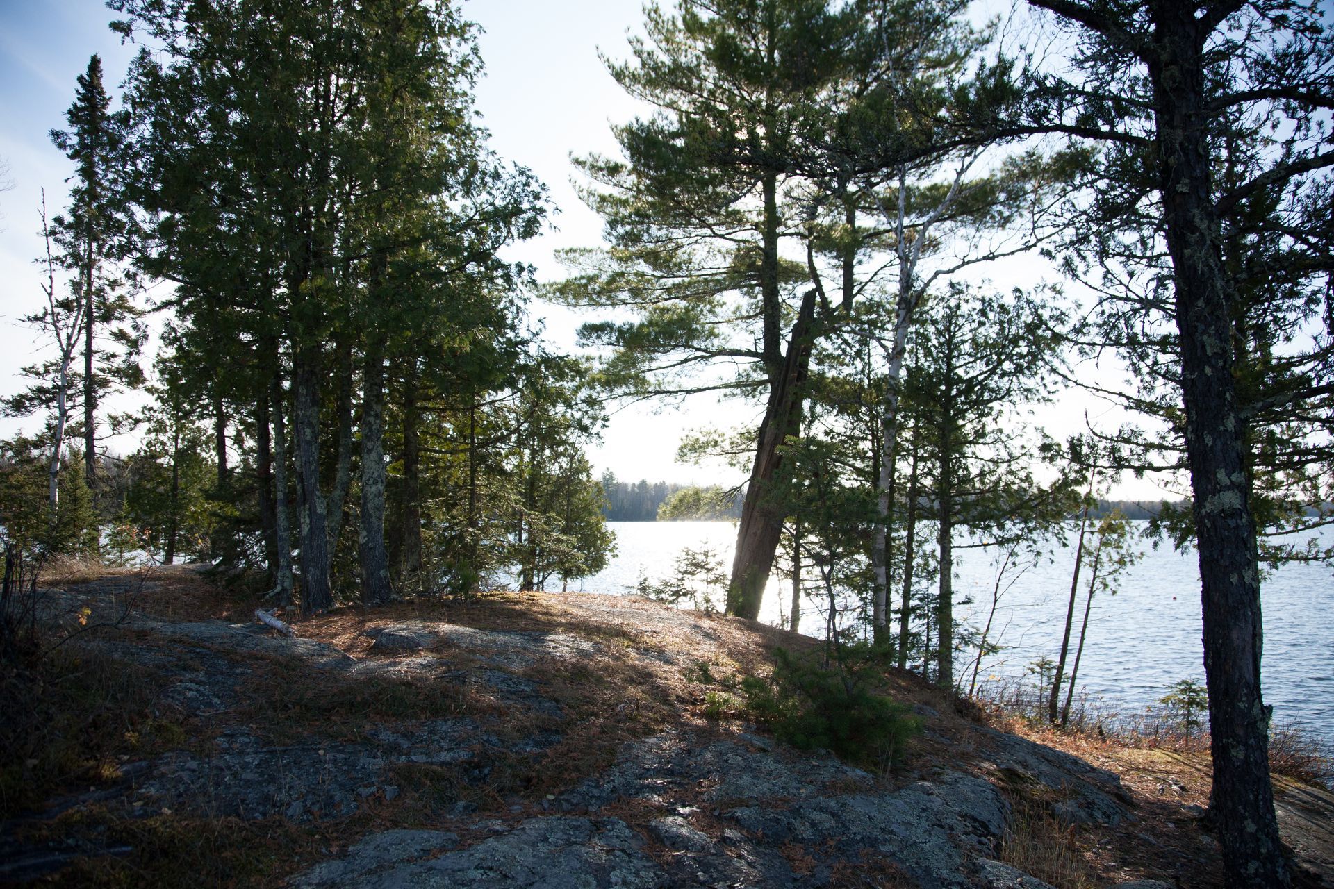 A lake surrounded by trees on a sunny day