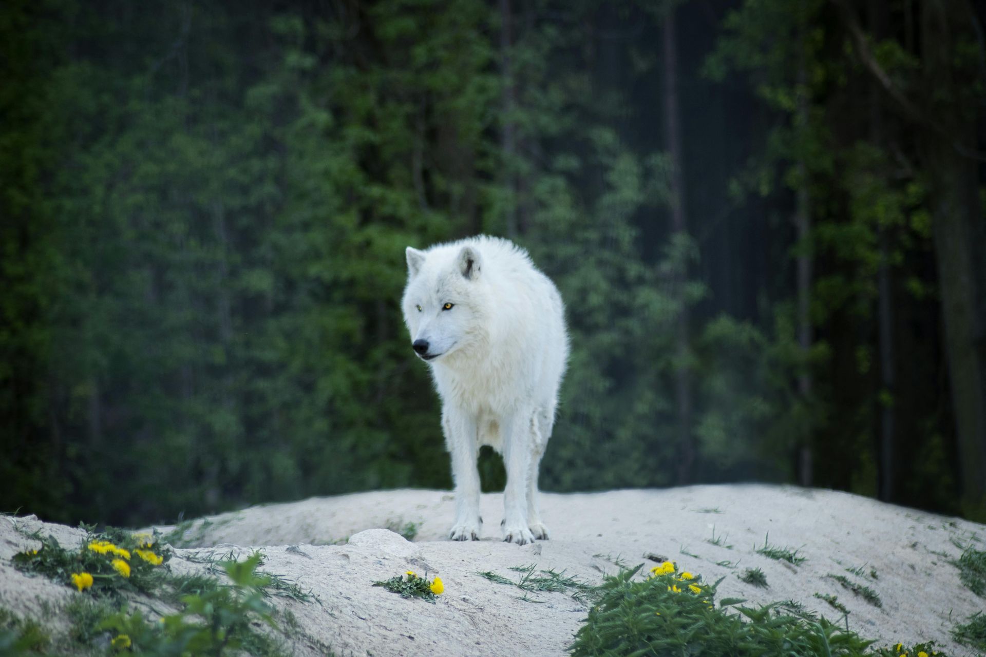 A white wolf is standing on top of a hill in the woods.