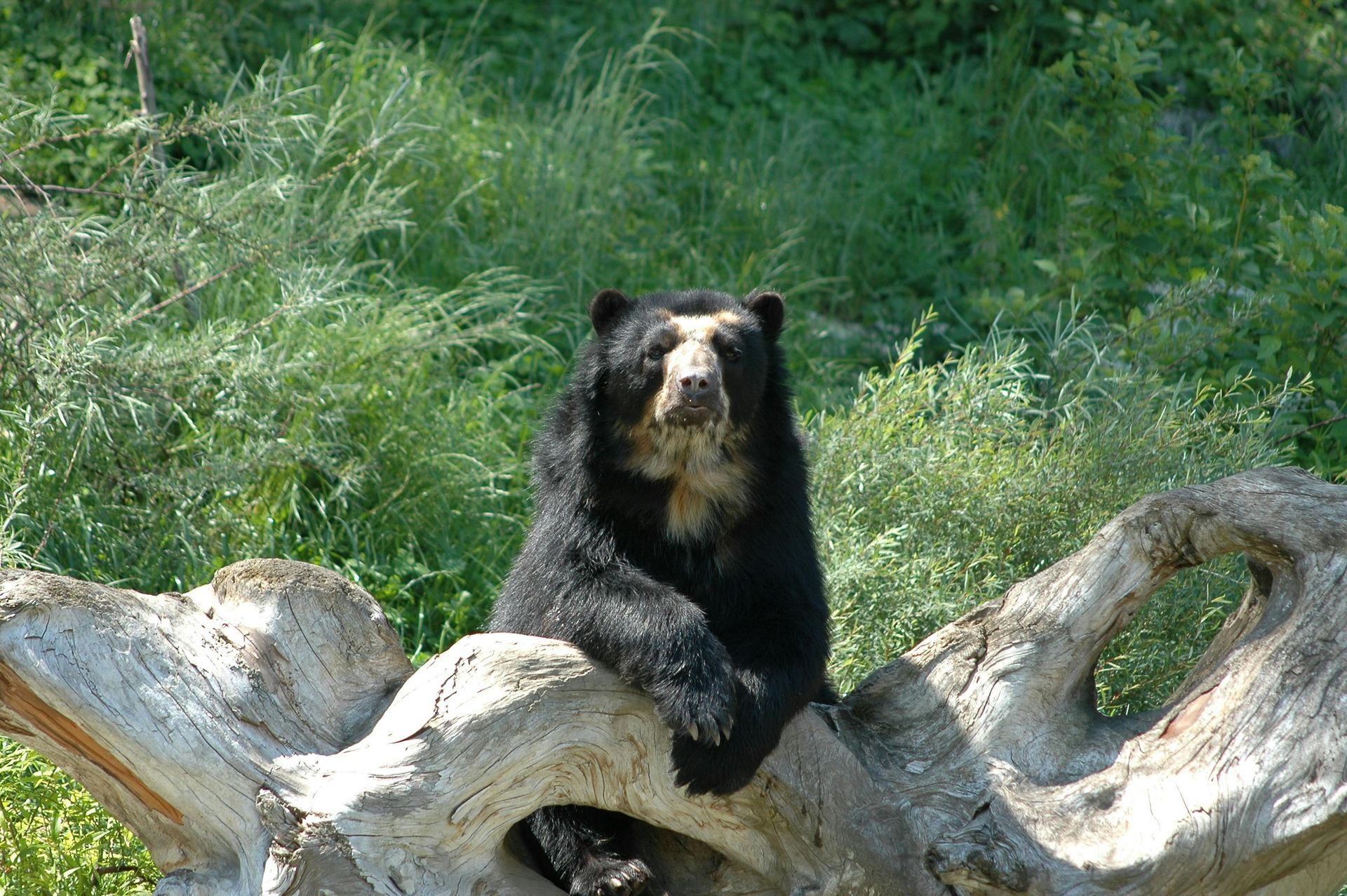 A black bear is sitting on a tree branch