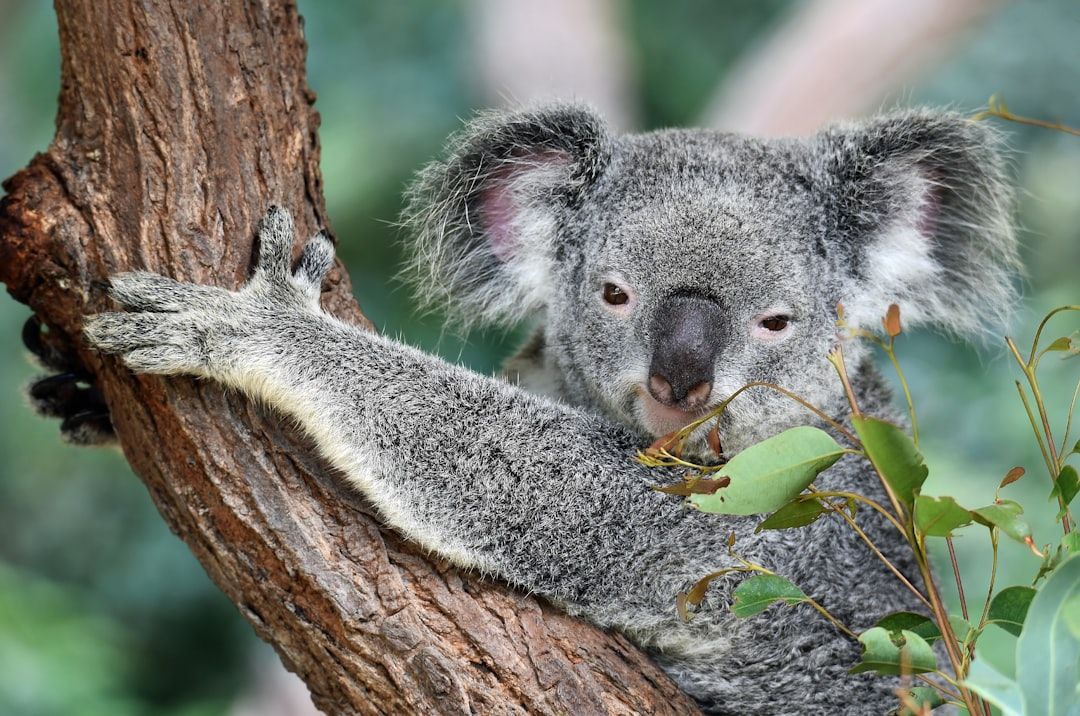 A koala bear is sitting on a tree branch.