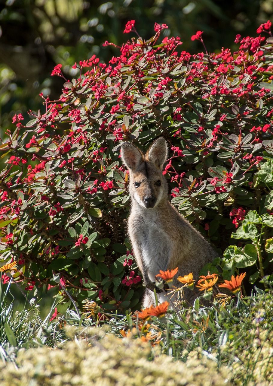 A kangaroo is standing in a garden surrounded by flowers.