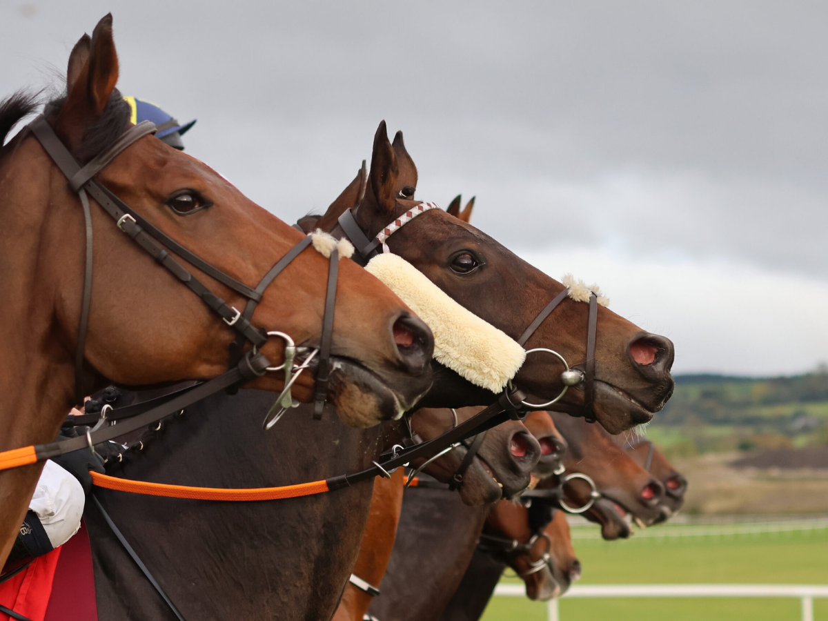 A group of horses are lined up in a row