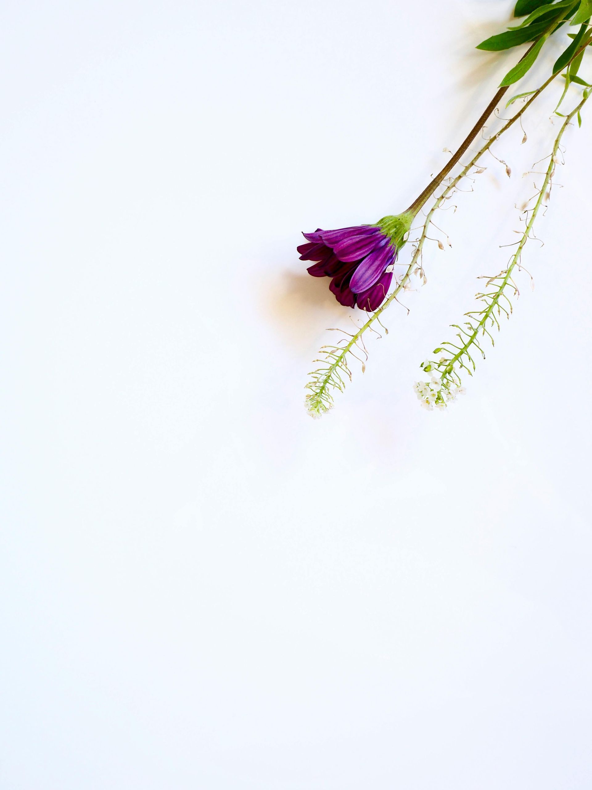 A purple flower with green leaves on a white background