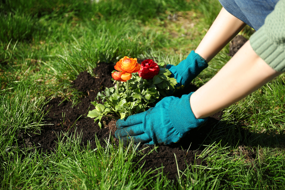 Best time to plant flowers