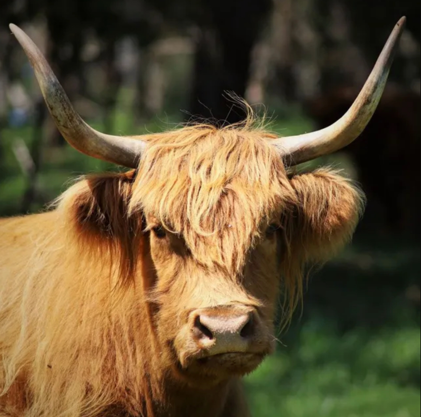 Highland Cow with Long, Brown Fur and Large Horns, in a Grassy Field — Lakeview Luxury Retreat in Canobolas, NSW