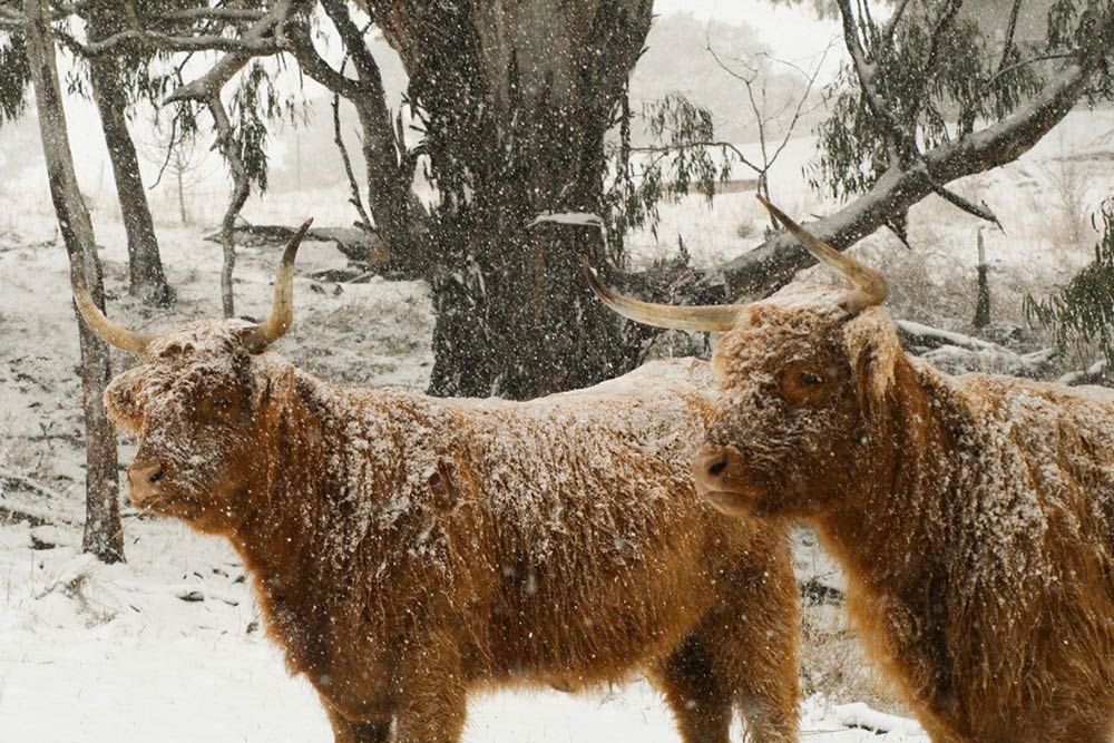 Two Yaks Are Standing in the Snow Near a Tree — Lakeview Luxury Retreat in Canobolas, NSW