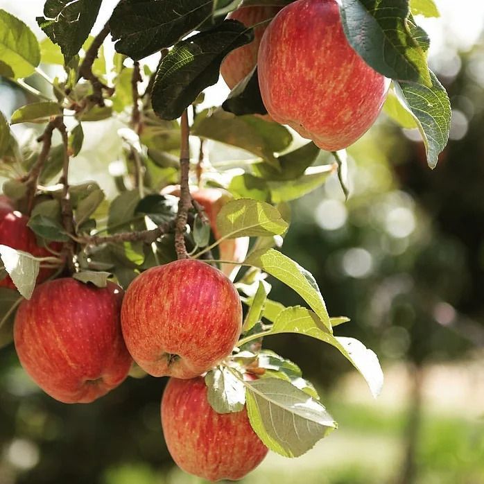 A Bunch of Red Apples Hanging From a Tree — Lakeview Luxury Retreat in Canobolas, NSW