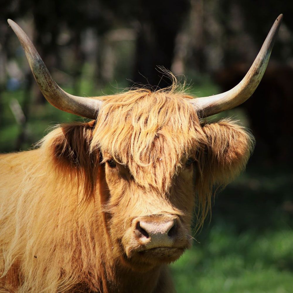 A Close Up of a Highland Cow With Long Horns — Lakeview Luxury Retreat in Canobolas, NSW