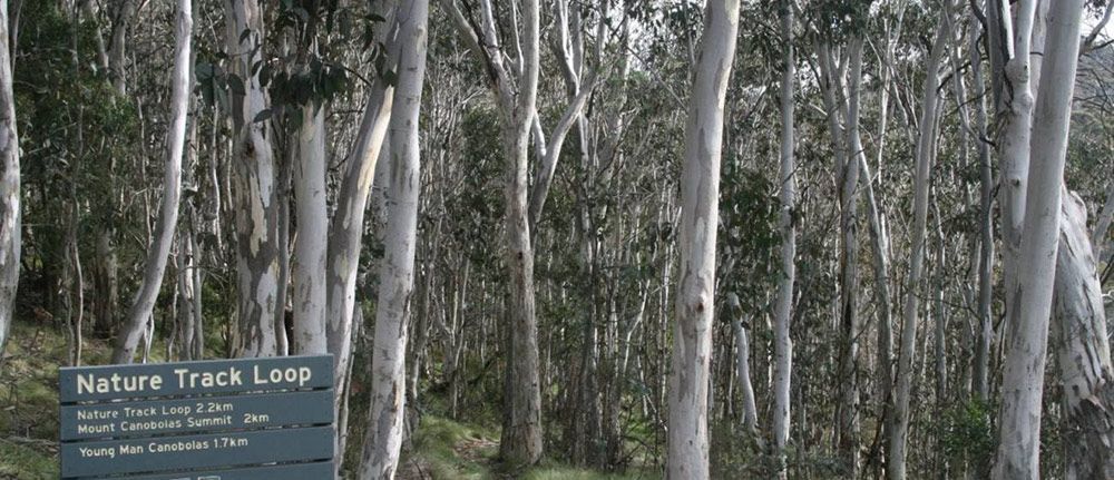 A Sign in the Middle of a Forest Says Nature Track Loop — Lakeview Luxury Retreat in Canobolas, NSW
