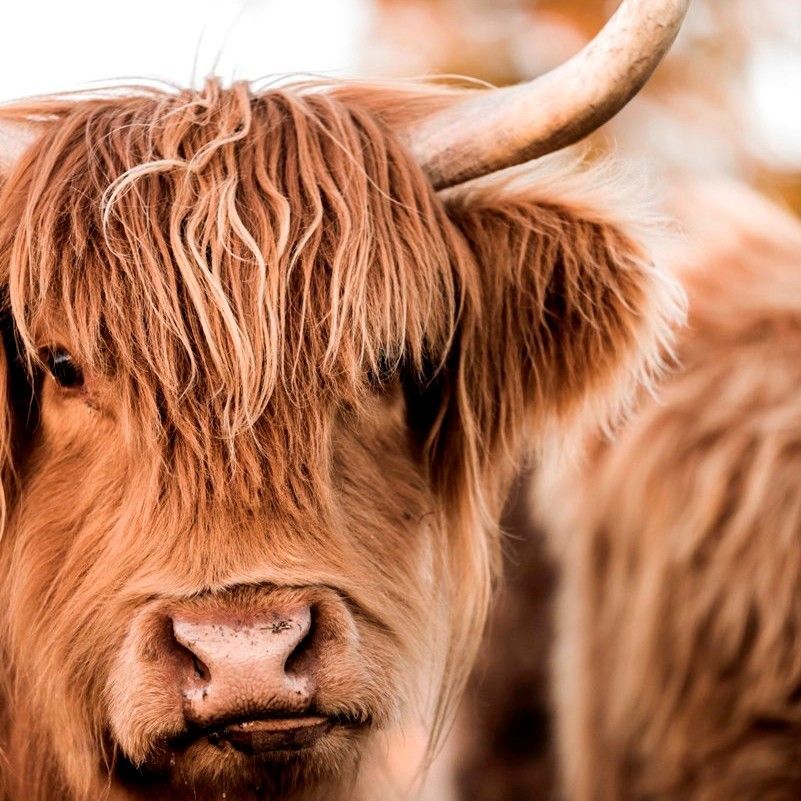A Close Up of a Highland Cow With Long Hair and Horns Looking at the Camera — Lakeview Luxury Retreat in Canobolas, NSW