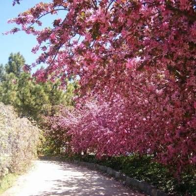 A Path Lined With Pink Flowers and Trees — Lakeview Luxury Retreat in Canobolas, NSW