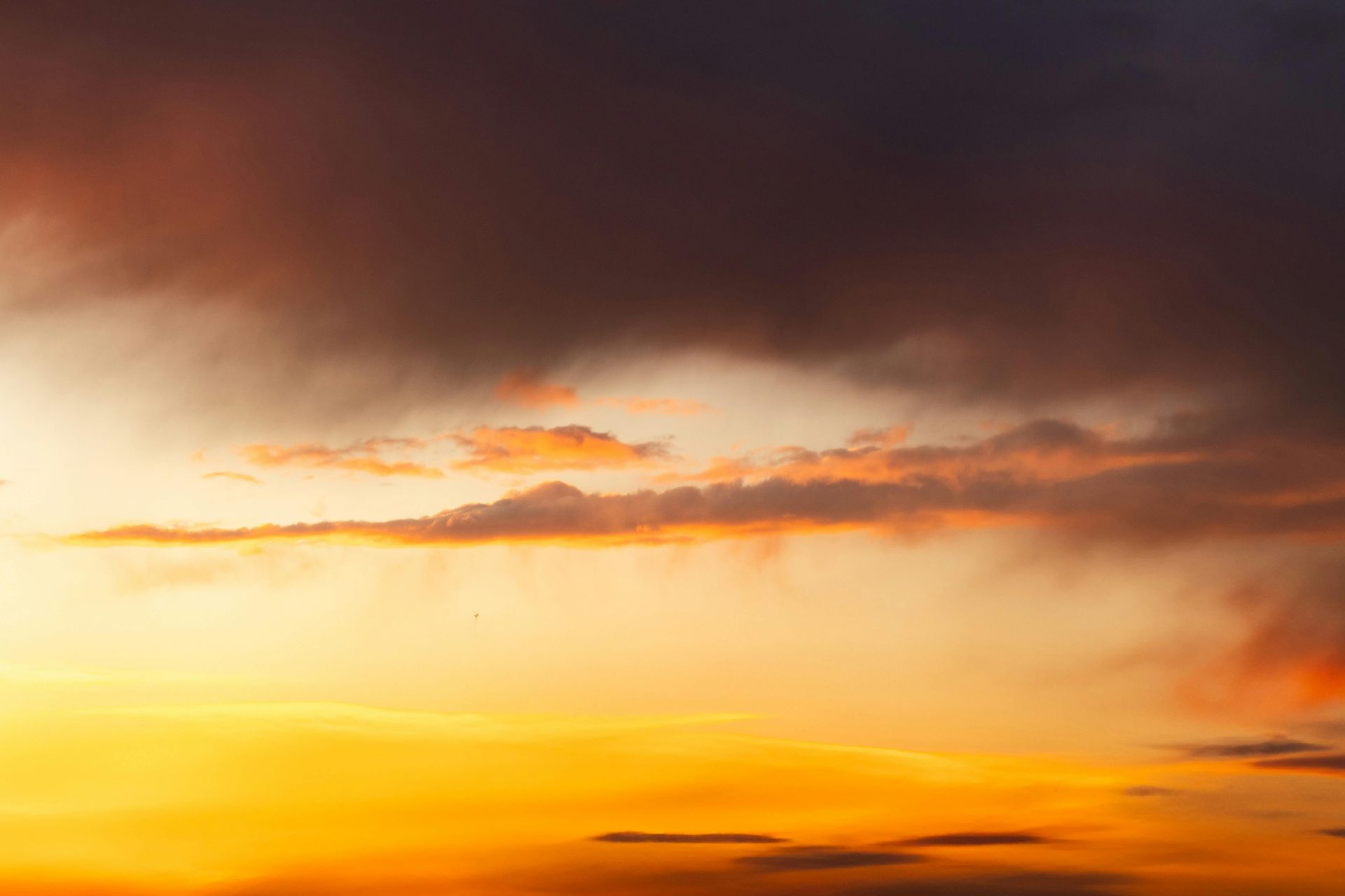 A Kangaroo is Standing in the Snow Near a Pile of Logs — Lakeview Luxury Retreat in Canobolas, NSW