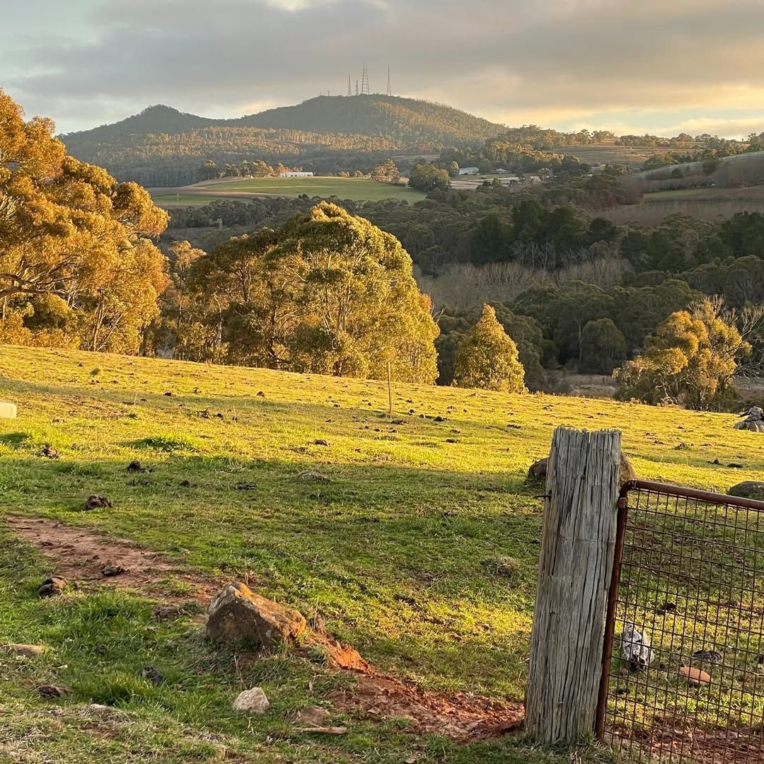 Two Yaks Are Standing in the Snow Near a Tree — Lakeview Luxury Retreat in Canobolas, NSW