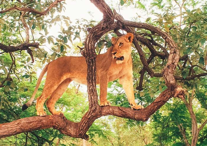 La réserve de Fathala