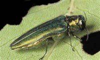 emerald ash Borer - Tree Insects in Elkhorn, NE