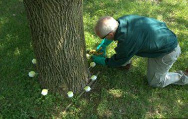 Tree Injection - Tree Disease in Elkhorn, NE