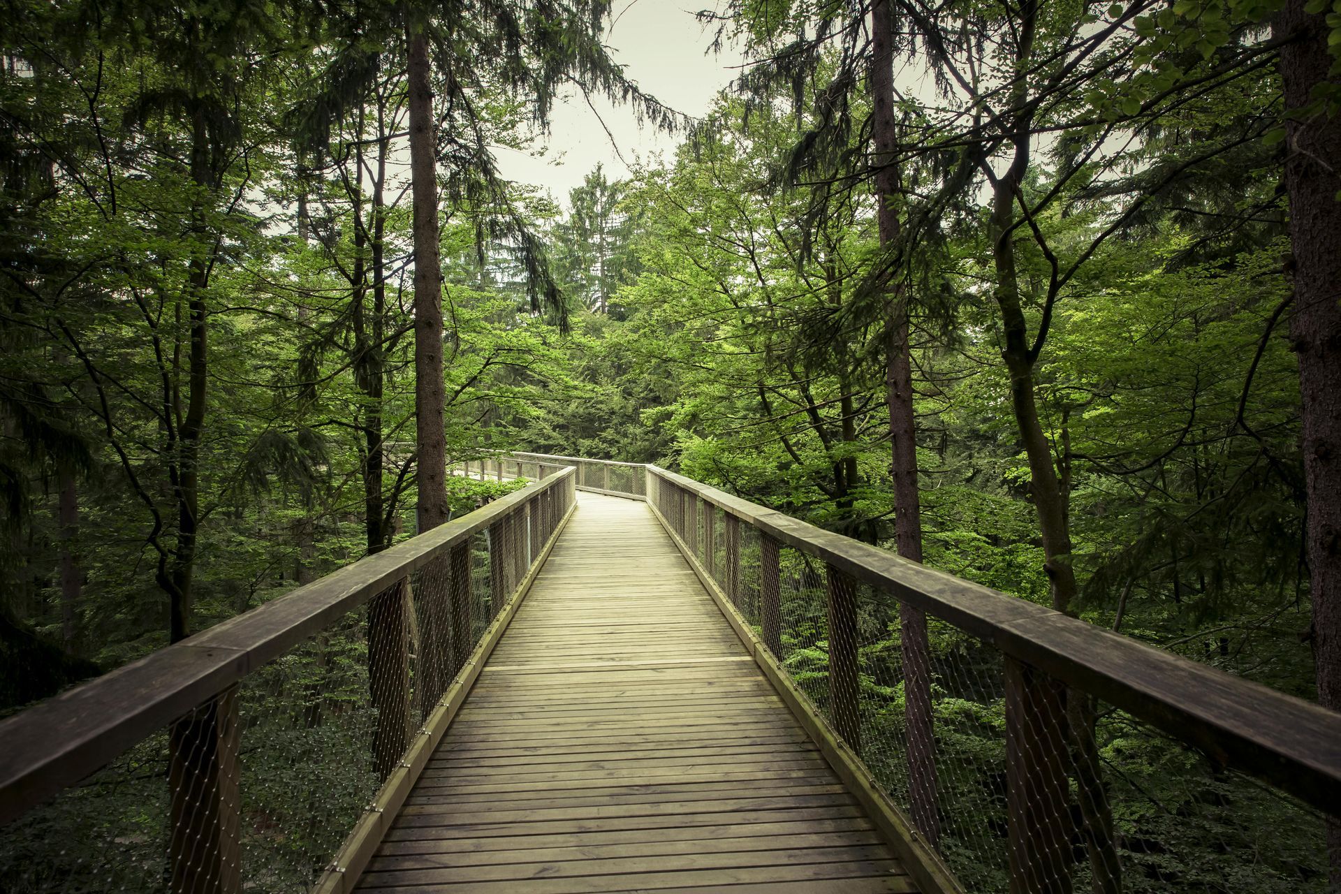 A wooden bridge in the middle of a forest.