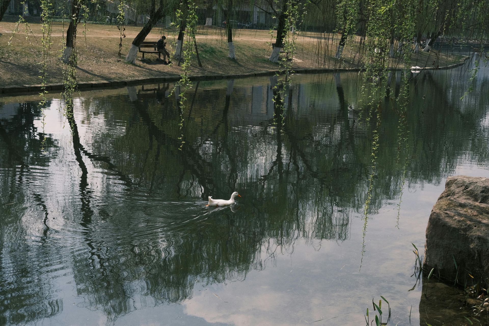 A duck is swimming in a lake with trees in the background