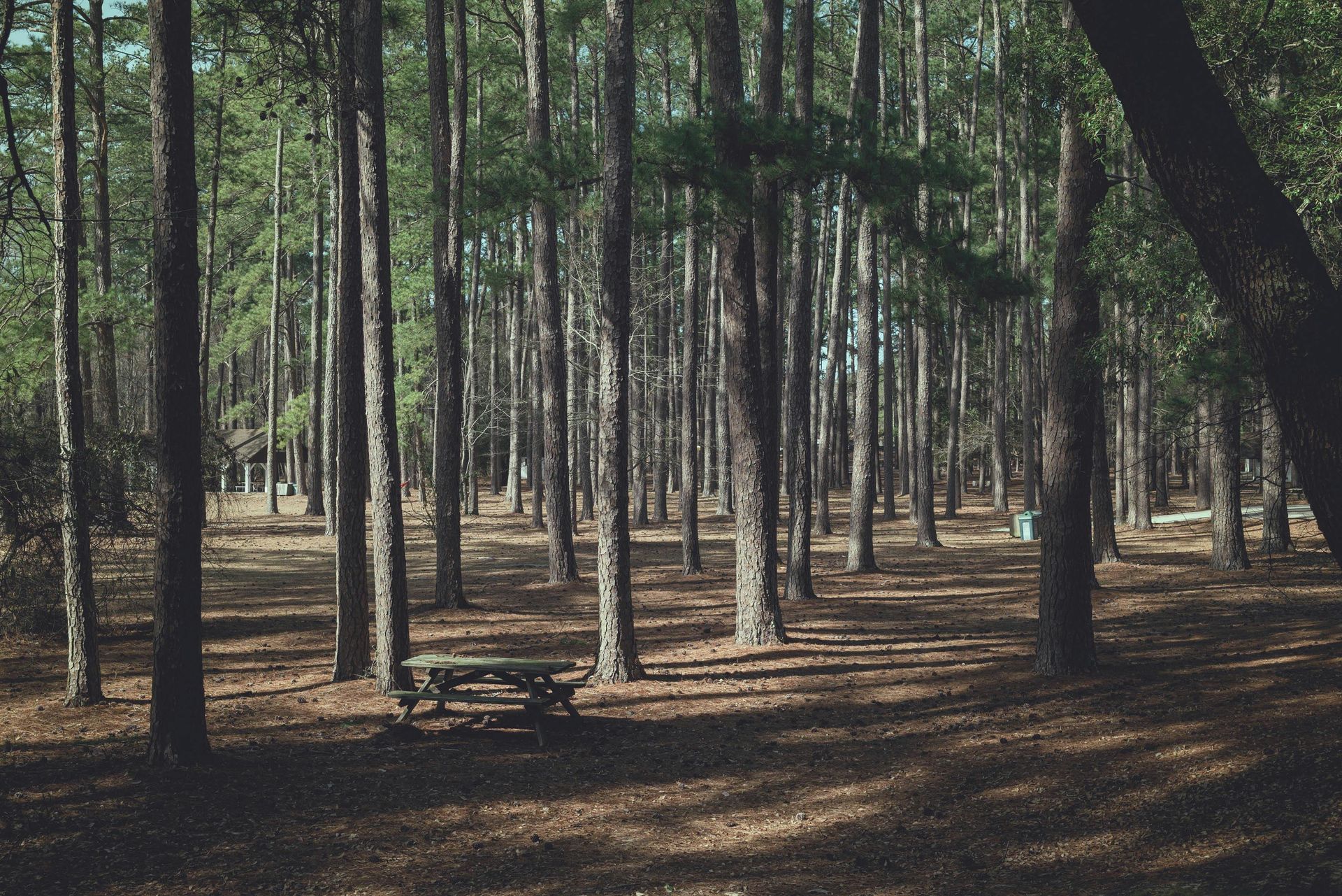 A picnic table in the middle of a forest