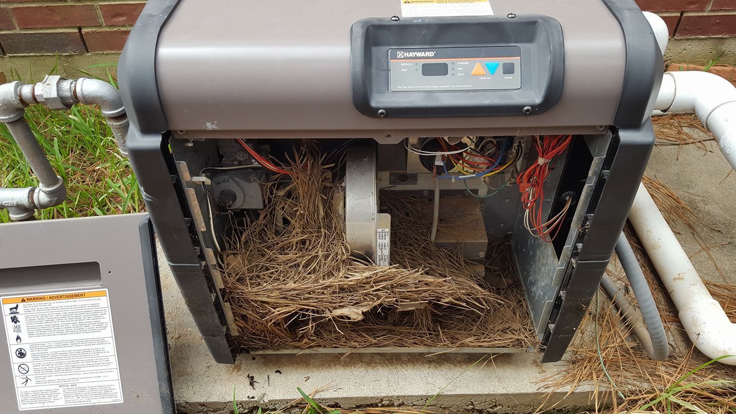 The inside of a swimming pool heater is covered in roots.