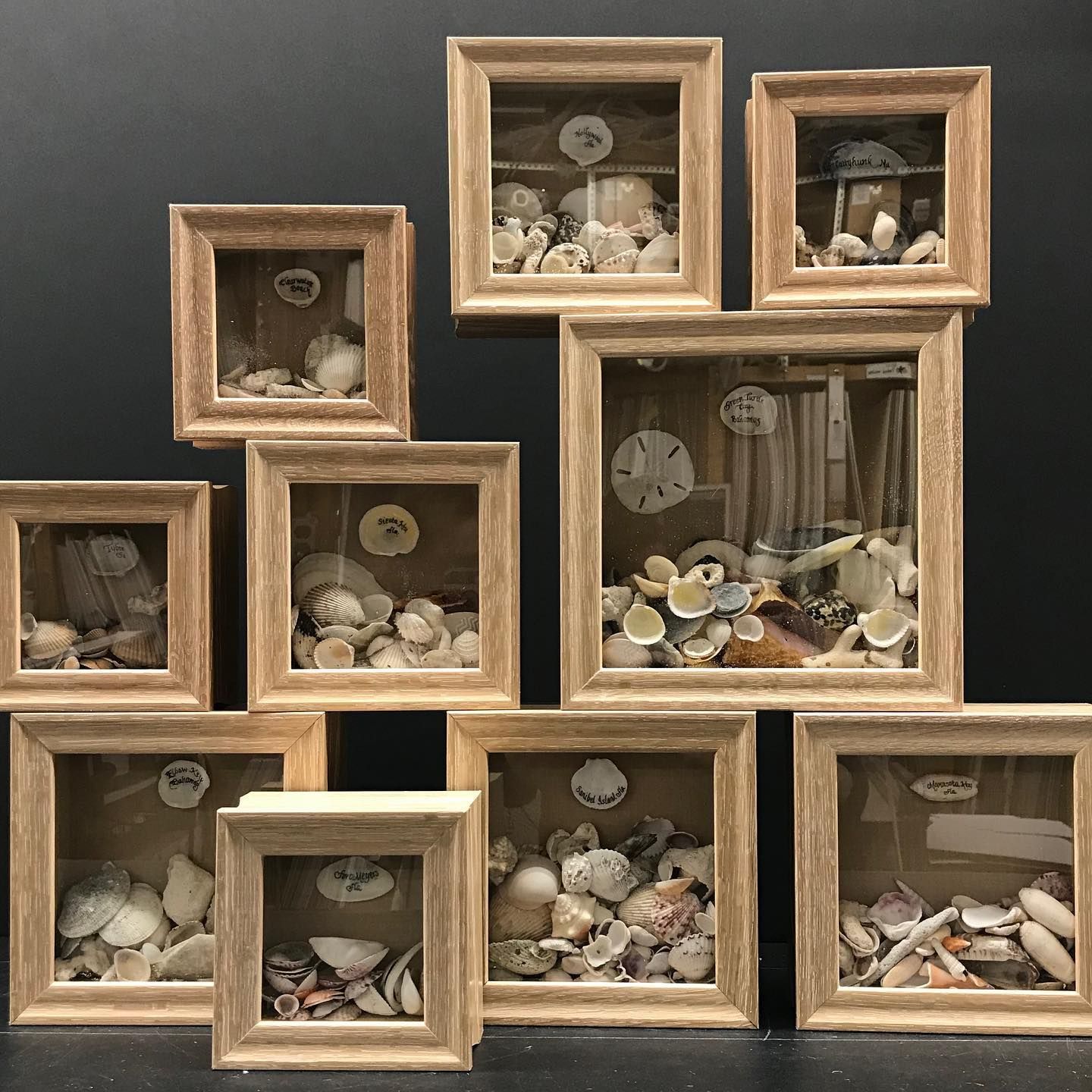 A collection of wooden boxes filled with seashells and sand dollars