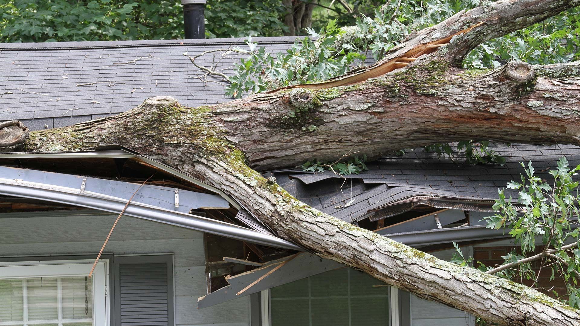 Tree branch fallen on a house roof, causing damage.
