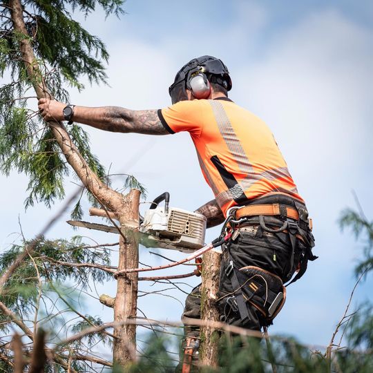 A man is cutting a tree branch with a chainsaw.